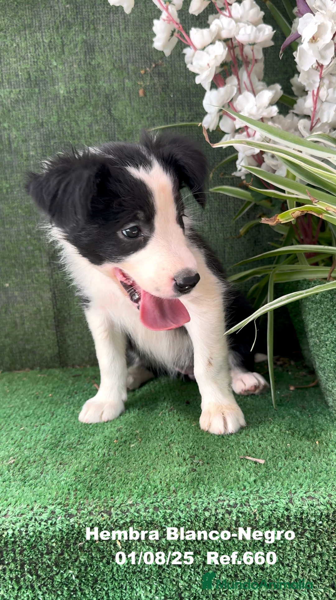 Border Collie perros en venta: Border Collie hembra - Imagen 5