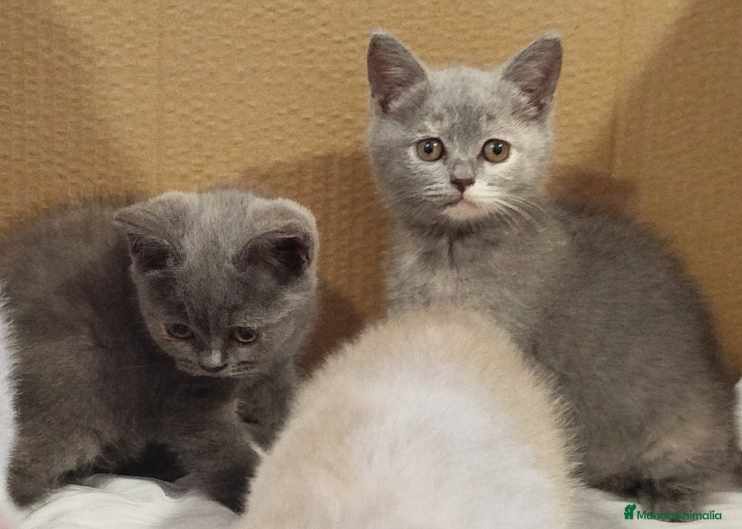 Británico de Pelo Corto Azul gatos en venta: British Shorthair  - Imagen 12