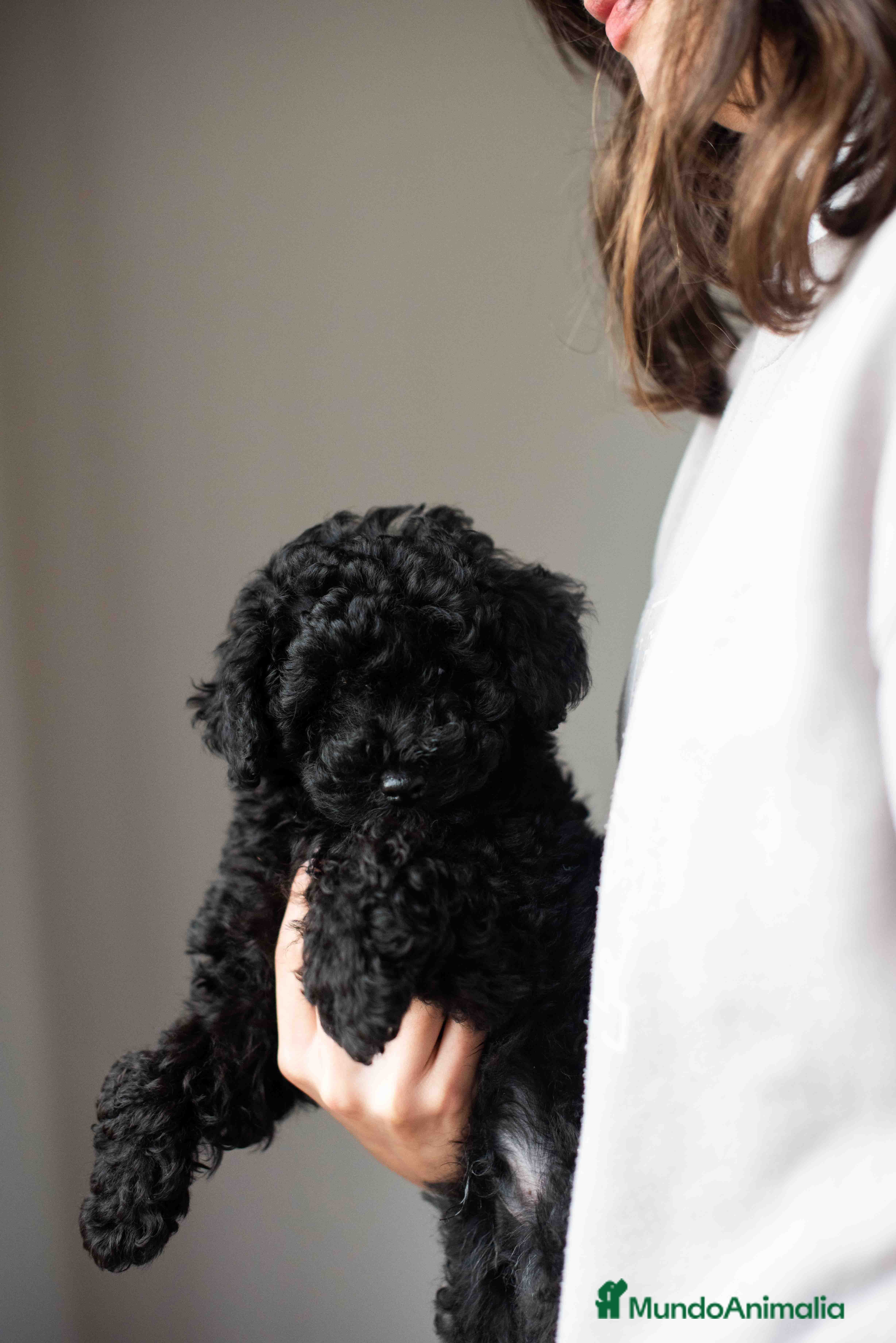 Caniche Toy perros Caniche toy negro - Anuncio 1