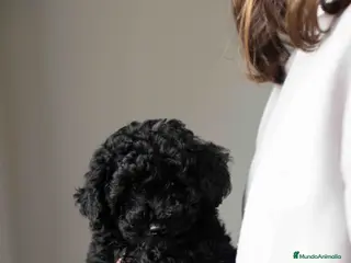 Caniche Toy perros Caniche toy negro - Anuncio 36