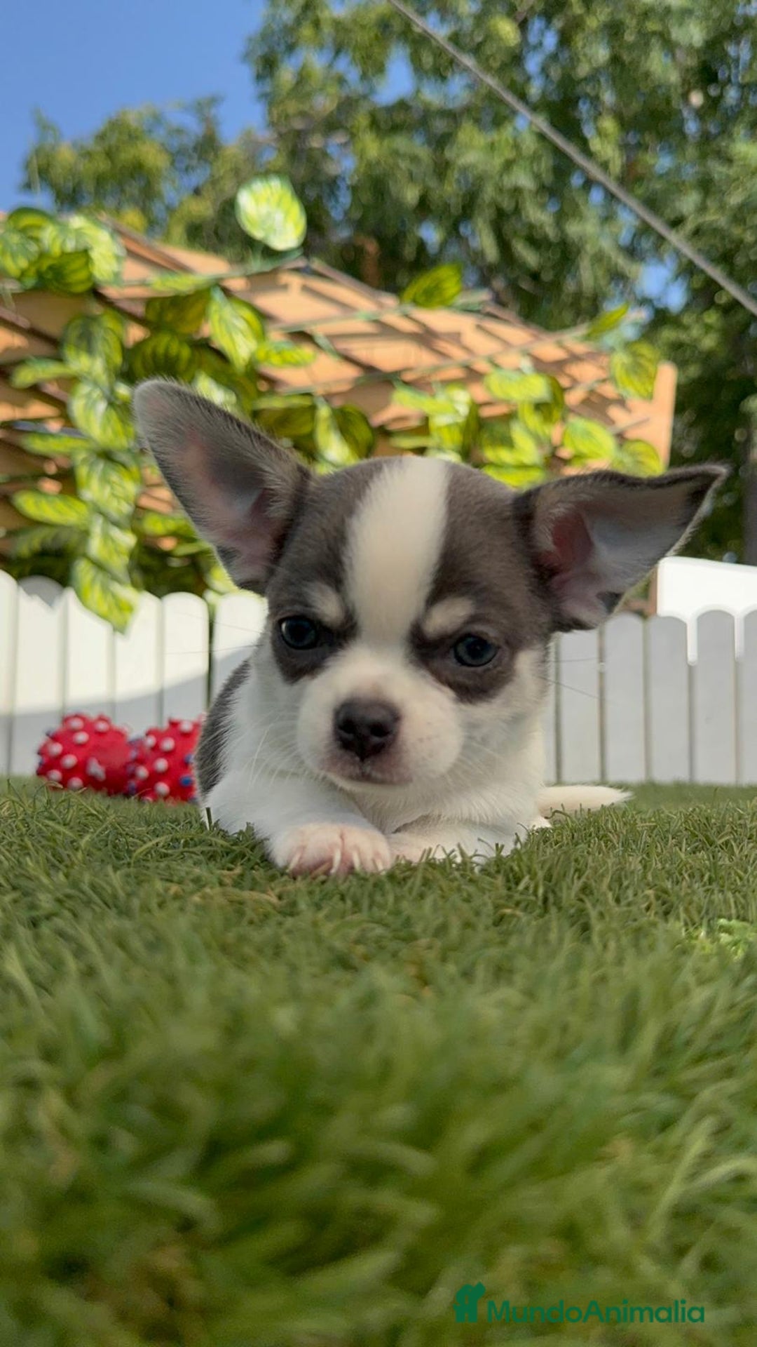 Chihuahua perros en venta: CHIHUAHUA MACHO TRICOLOR - Imagen 11