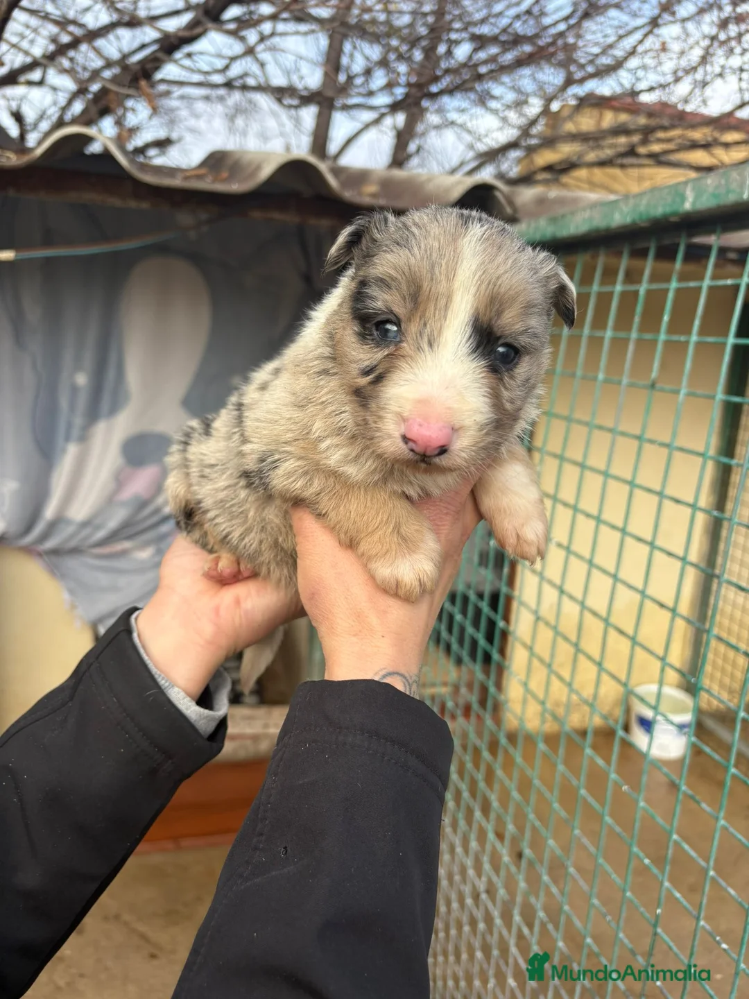 Border Collie perros en venta: Cachorro Macho Border Collie merle - Anuncio 3