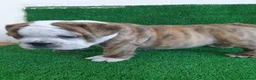 Bulldog Inglés perros en venta: BULLDOG INGLÉS - Anuncio 9