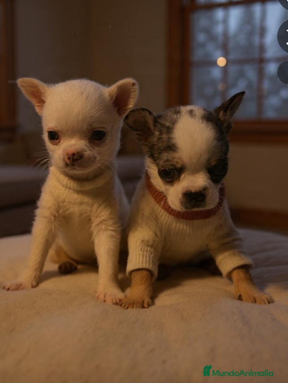 Chihuahua perros Chihuahua miniatura  - Anuncio 2