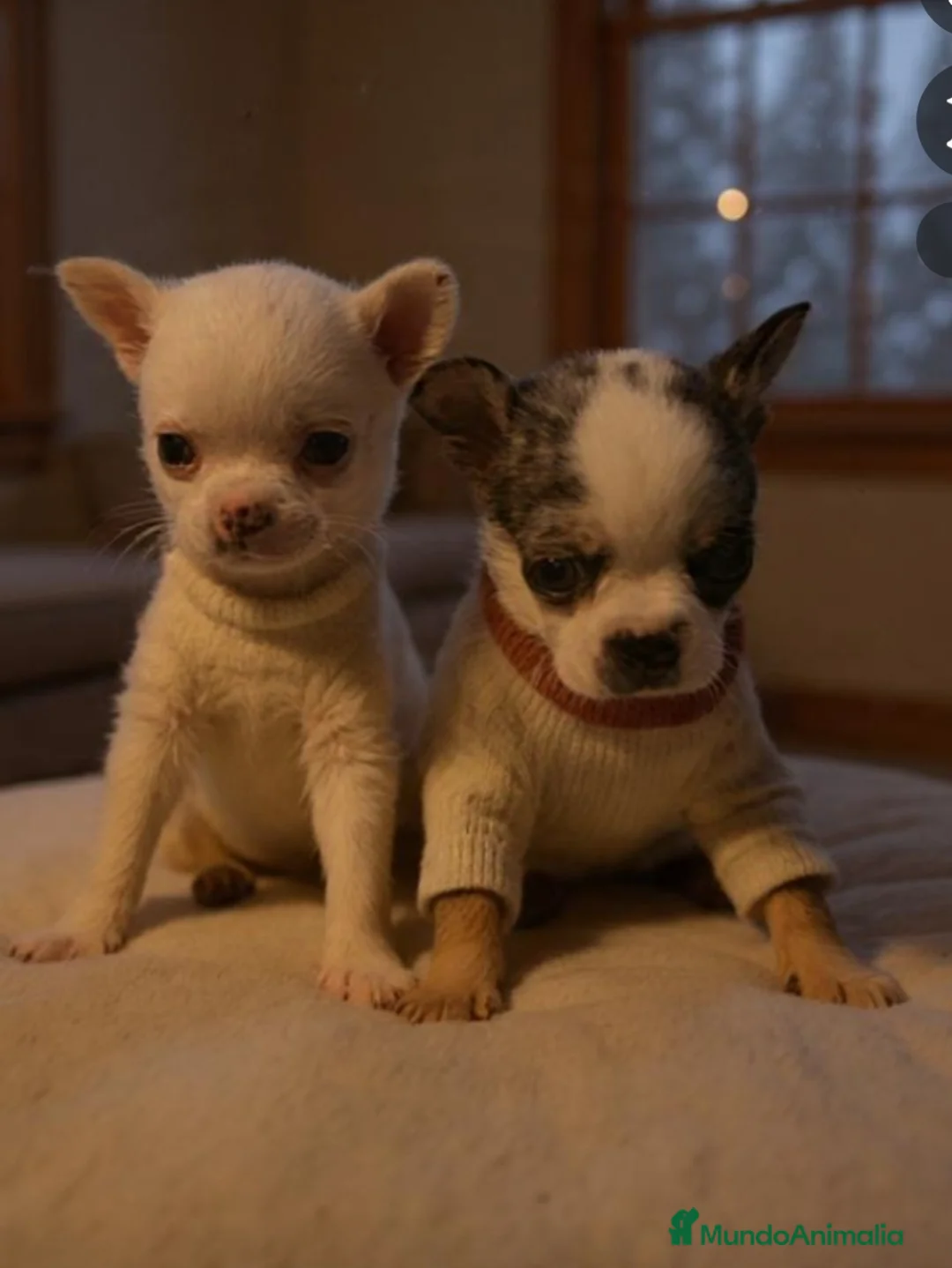 Chihuahua perros en venta: Chihuahua miniatura  - Anuncio 1
