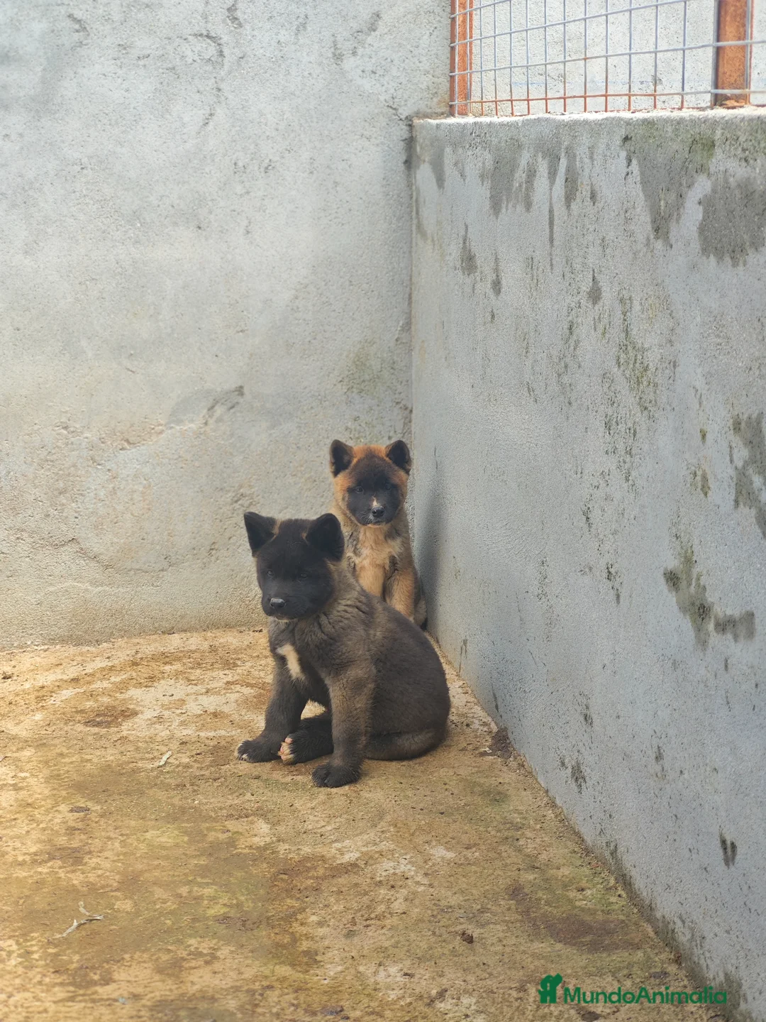Akita Americano perros en venta: Akita americano  - Anuncio 2
