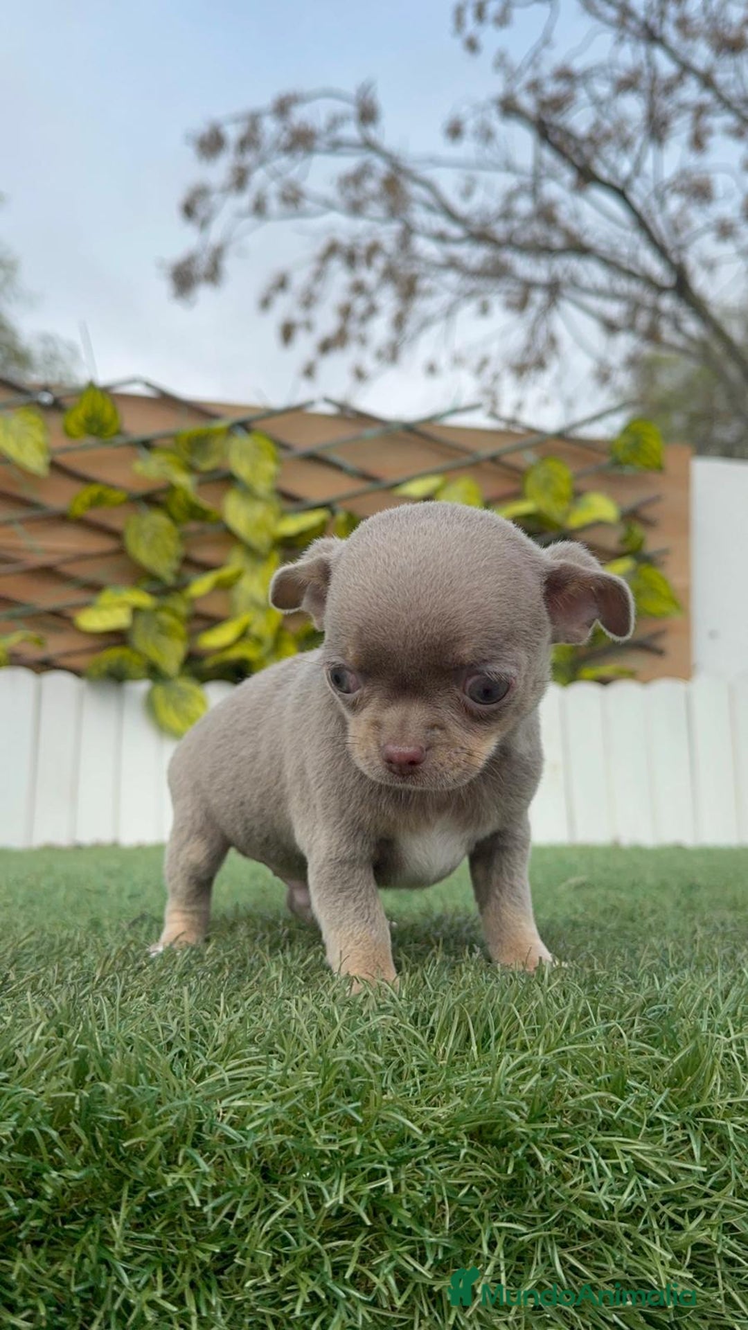 Chihuahua perros en venta: CHIHUAHUA MACHO LILAC AND TAN - Anuncio 6