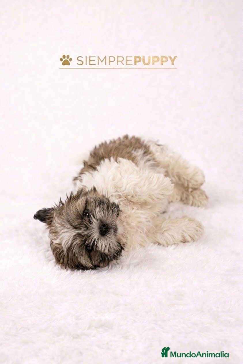 Shih Tzu perros SHIH TZU CACHORRITOS - Anuncio 1