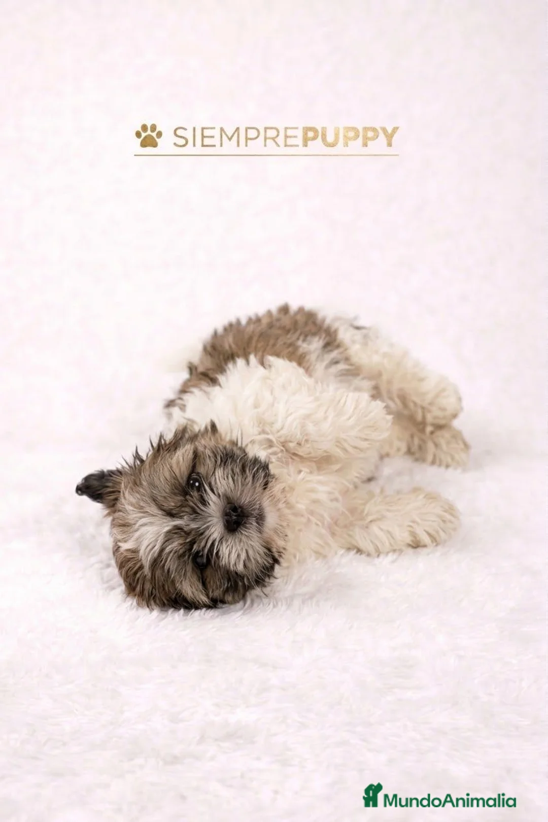 Shih Tzu perros en venta: SHIH TZU CACHORRITOS - Anuncio 1