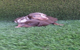 Teckel perros en venta: Teckel Arlequín hembra - Imagen 2