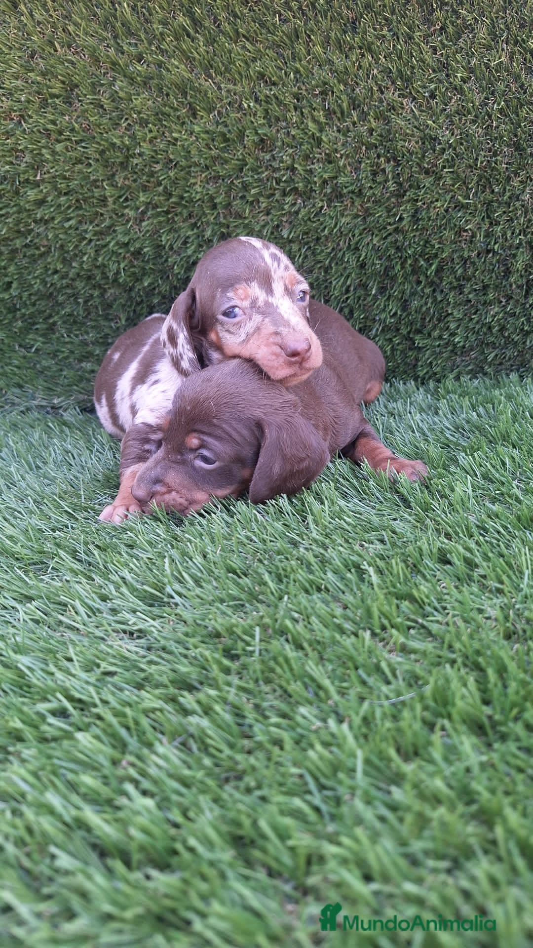 Teckel perros en venta: Teckel Arlequín hembra - Imagen 2