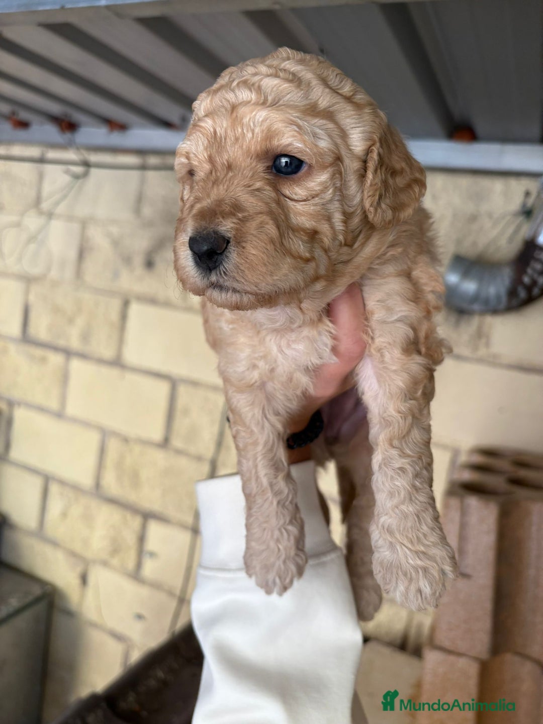 Perro de Agua Español perros en venta: Cachorritos perro de aguas español - Imagen 2