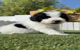 Perro de Agua Español perros en venta: PERRO DE AGUA ESPAÑOL MACHO - Imagen 6