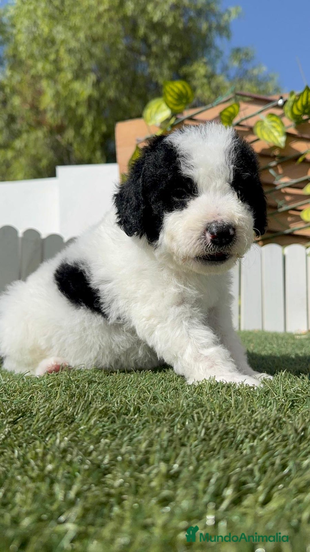 Perro de Agua Español perros en venta: PERRO DE AGUA ESPAÑOL MACHO - Imagen 6