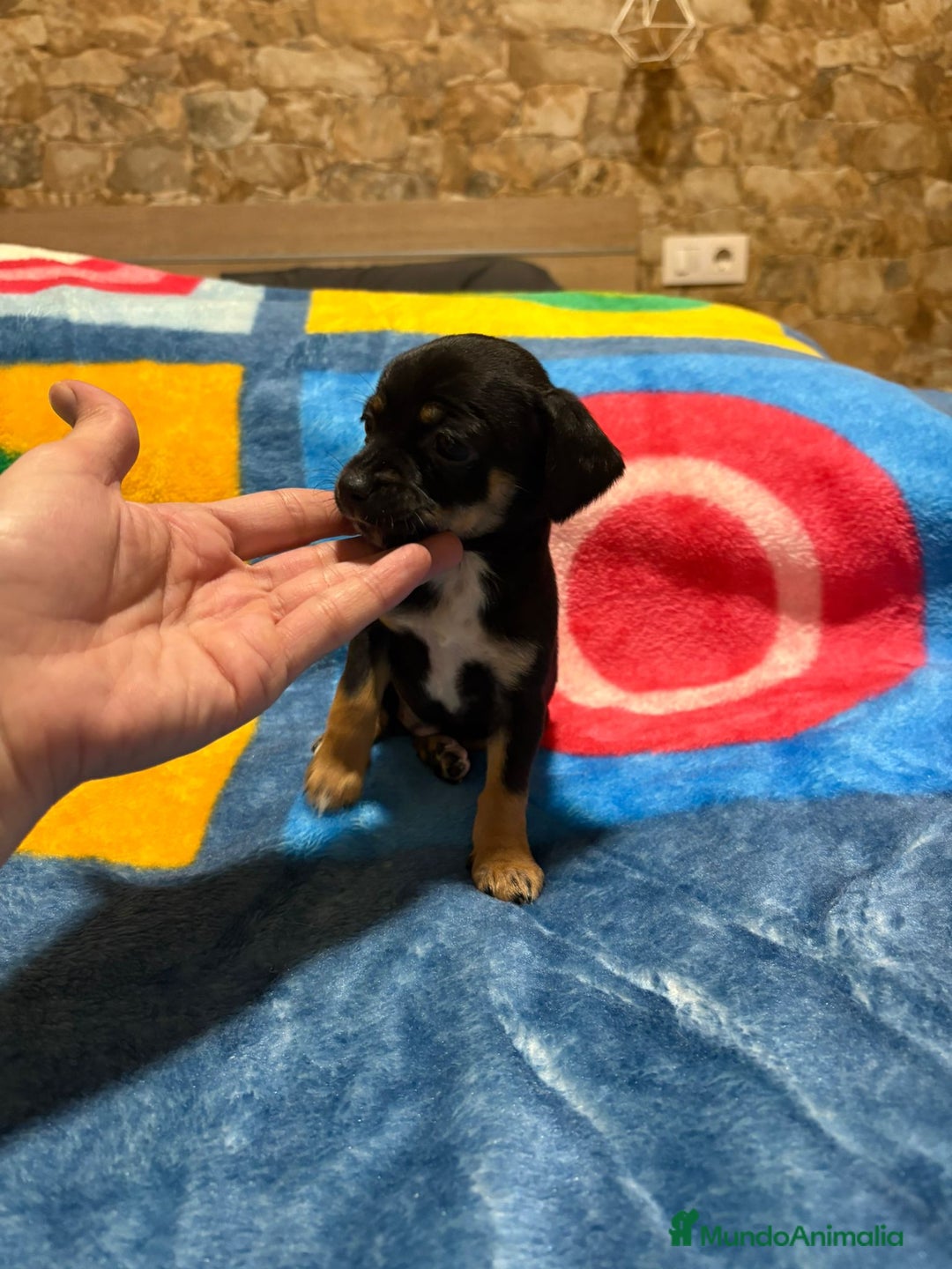 Pinscher Miniatura perros en venta: Pinscher miniatura tricolor - Anuncio 4