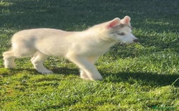 Husky Siberiano perros en venta: Camada de huskys siberianos - Imagen 4