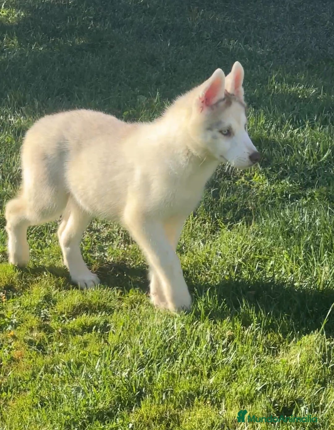Husky Siberiano perros en venta: Camada de huskys siberianos - Imagen 4