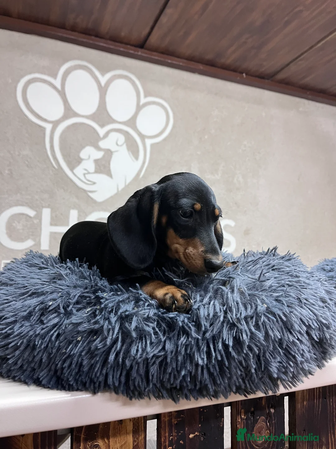 Teckel perros en venta: Teckel Kaninchen  - Anuncio 3