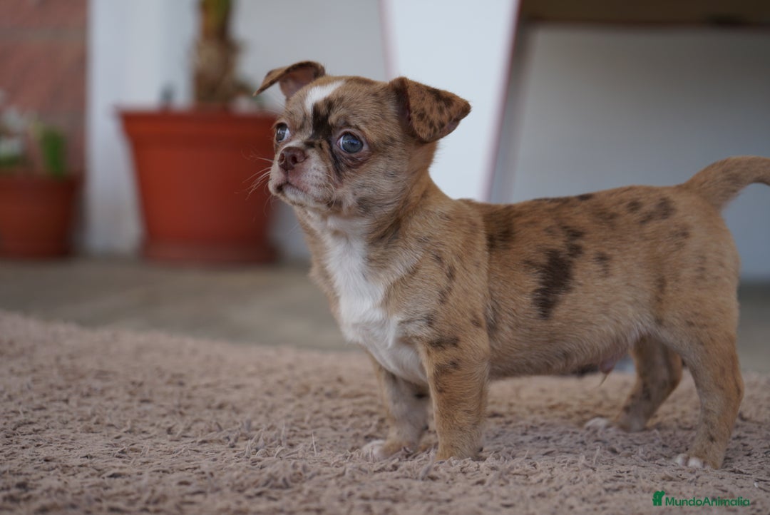 Chihuahua perros en venta: PADDY Y RONDA, DOS CHIHUAHUAS MUY ESPECIALES - Imagen 12