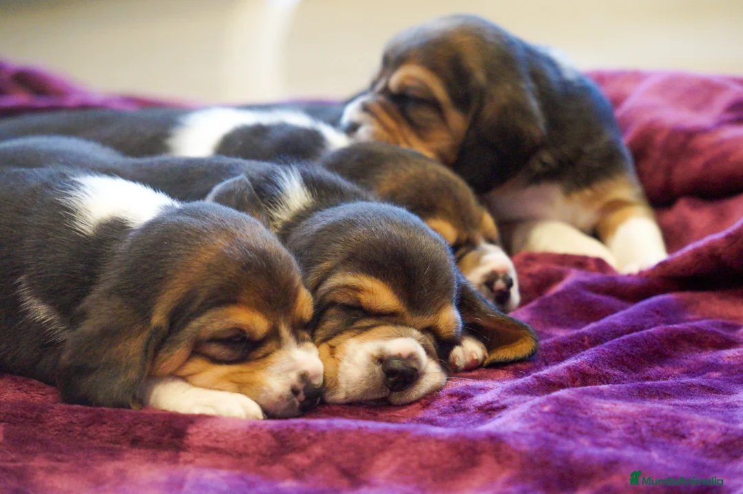 Imagen de galería {{count}}