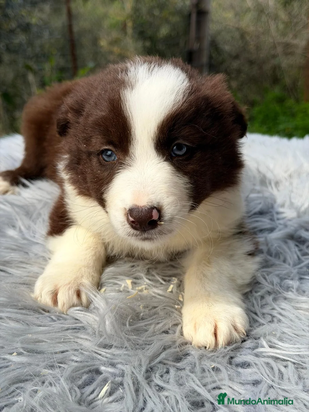 Border Collie perros en venta: BORDER COLLIE BLANCO Y CHOCOLATE MACHO - Anuncio 3