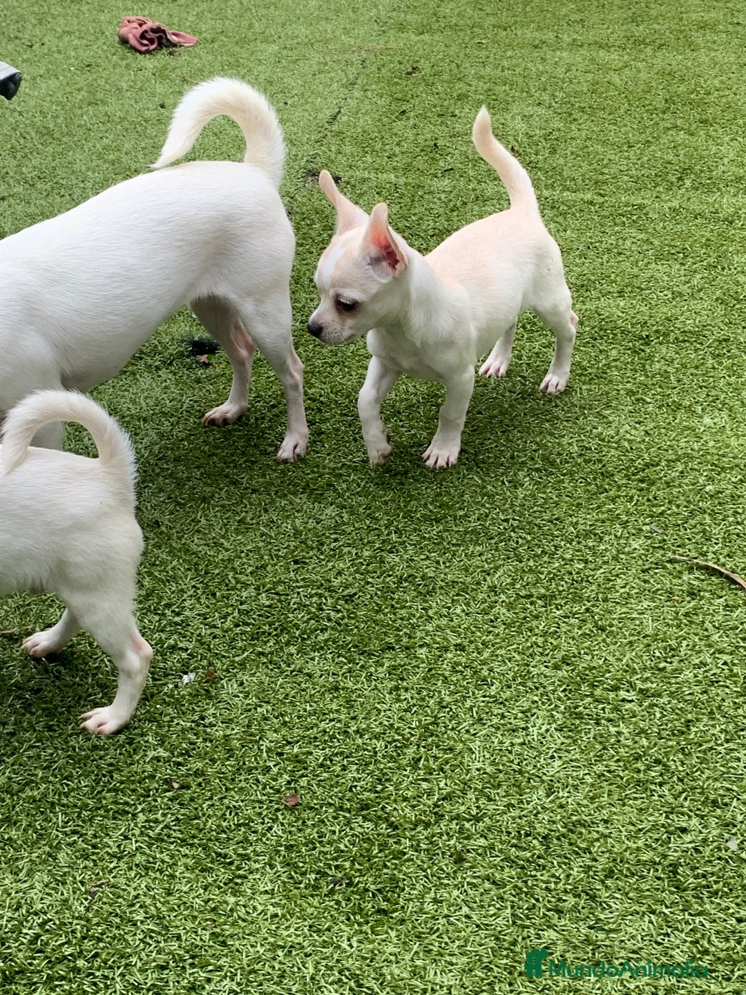 Chihuahua perros en venta: Cachorros chihuahua  - Anuncio 14