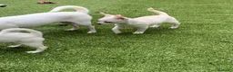 Chihuahua perros en venta: Cachorros chihuahua  - Anuncio 15