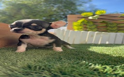 Chihuahua perros en venta: CHIHUAHUA HEMBRA - Imagen 3