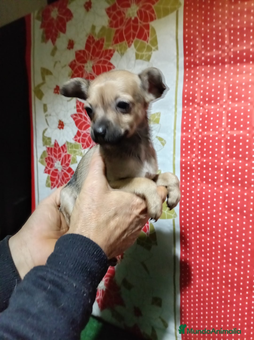 Raza Mixta perros en venta: Cruce ratón de Praga  con  chihuahua - Anuncio 8
