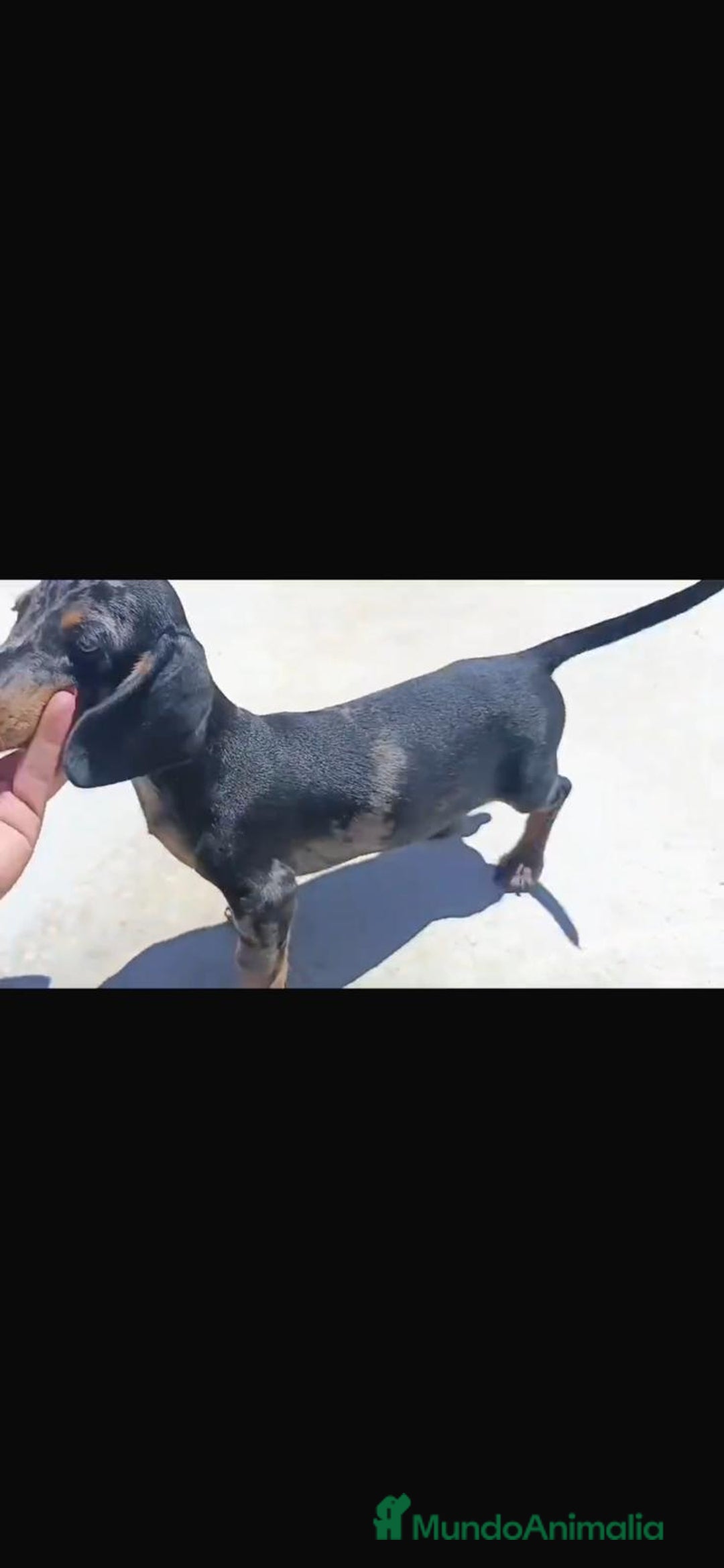 Teckel Miniatura perros en venta: Teckel miniatura - Imagen 4