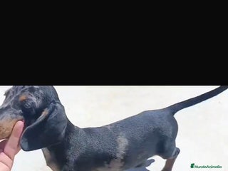 Teckel Miniatura perros - Anuncio 22