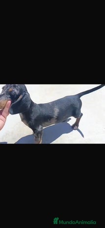 Teckel Miniatura perros - Anuncio 1