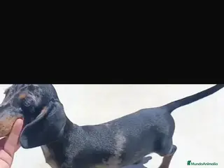 Teckel Miniatura perros Teckel miniatura - Anuncio 36