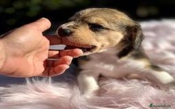 Beagle perros en venta: CAMADA DE BEAGLE DISPONIBLE PARA RESERVAR - Imagen 5