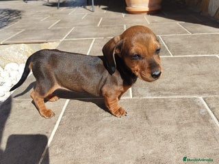 Teckel perros en Sevilla - Anuncio 12
