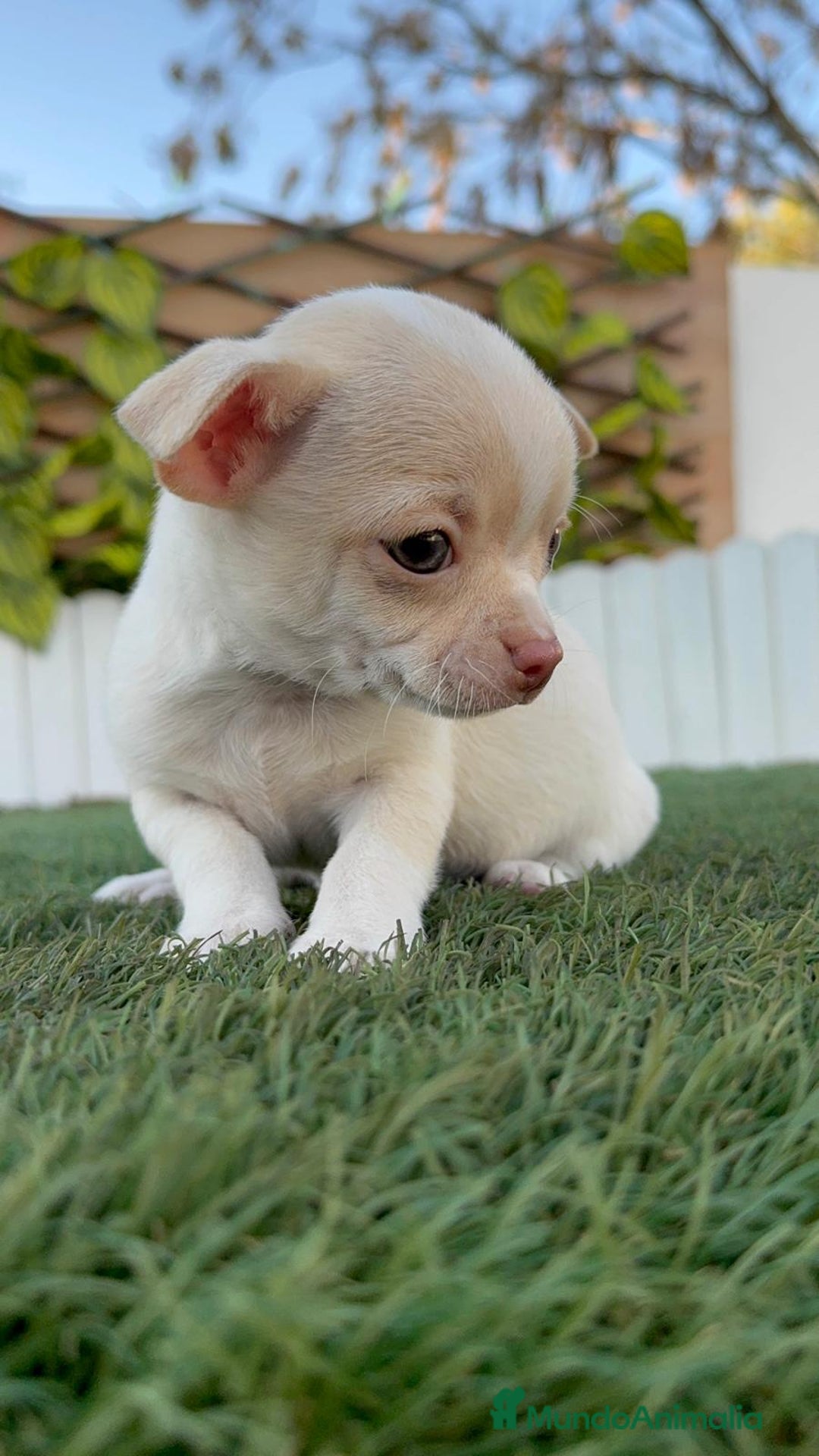 Chihuahua perros en venta: CHIHUAHUA MACHO - Anuncio 7