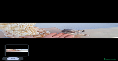 Raza Mixta perros  último macho Merle lilac ojos azules  - Anuncio 1