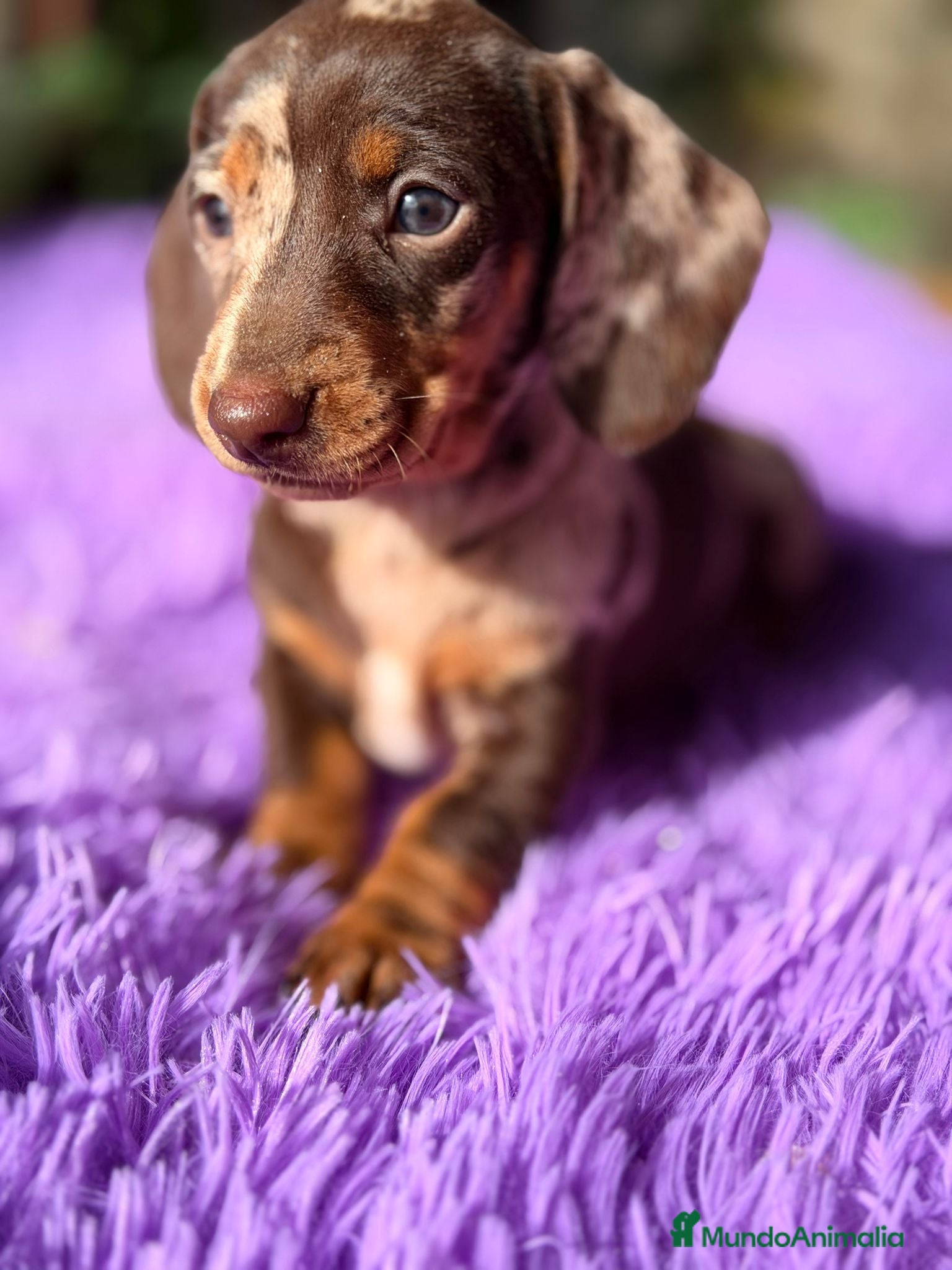 Teckel Miniatura perros TECKEL ARLEQUIN CHOCOLATE HEMBRA - Anuncio 2