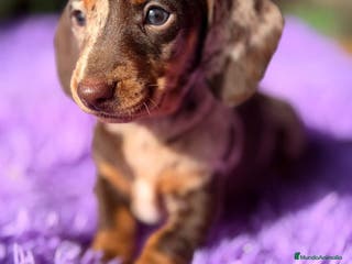 Teckel Miniatura perros TECKEL ARLEQUIN CHOCOLATE HEMBRA - Anuncio 2