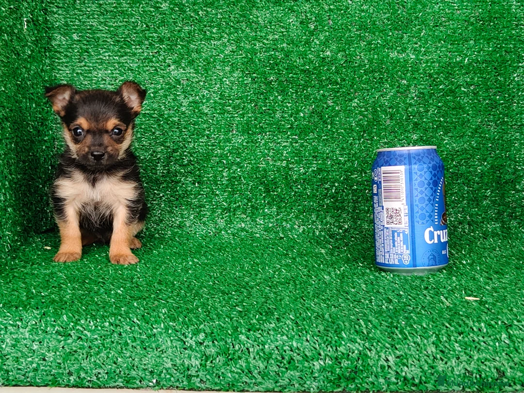 Yorkshire Terrier perros en venta: Yorkshire terrier  - Anuncio 2