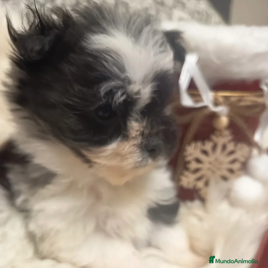 Bichón Habanero perros en venta: Bichón Habanero  - Anuncio 4