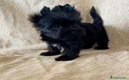 Biewer Yorkshire Terrier a la Pom Pon perros en venta: Cachorros yorkshire black exóticos  - Imagen 3
