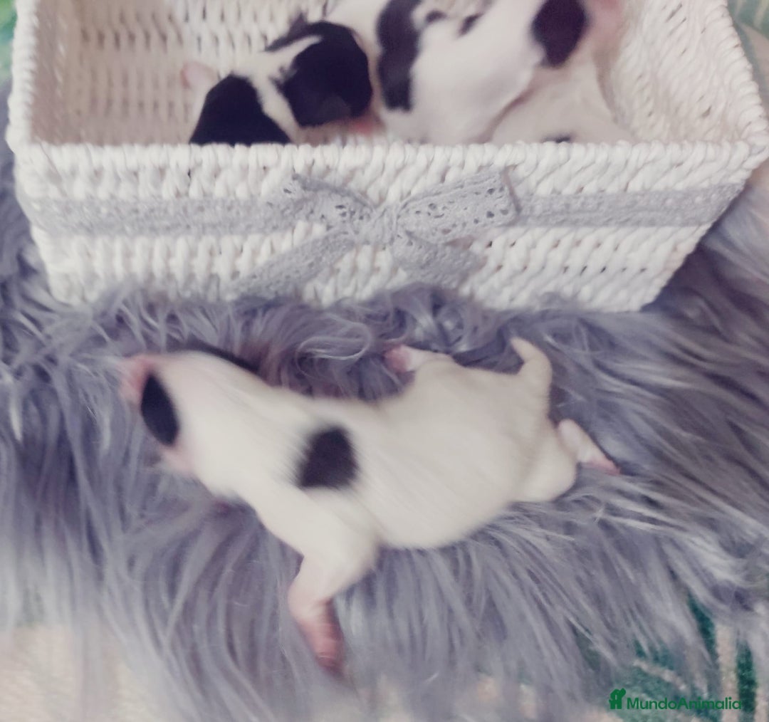 Biewer Yorkshire Terrier a la Pom Pon perros en venta: Yorkshire biewer toy - Anuncio 3