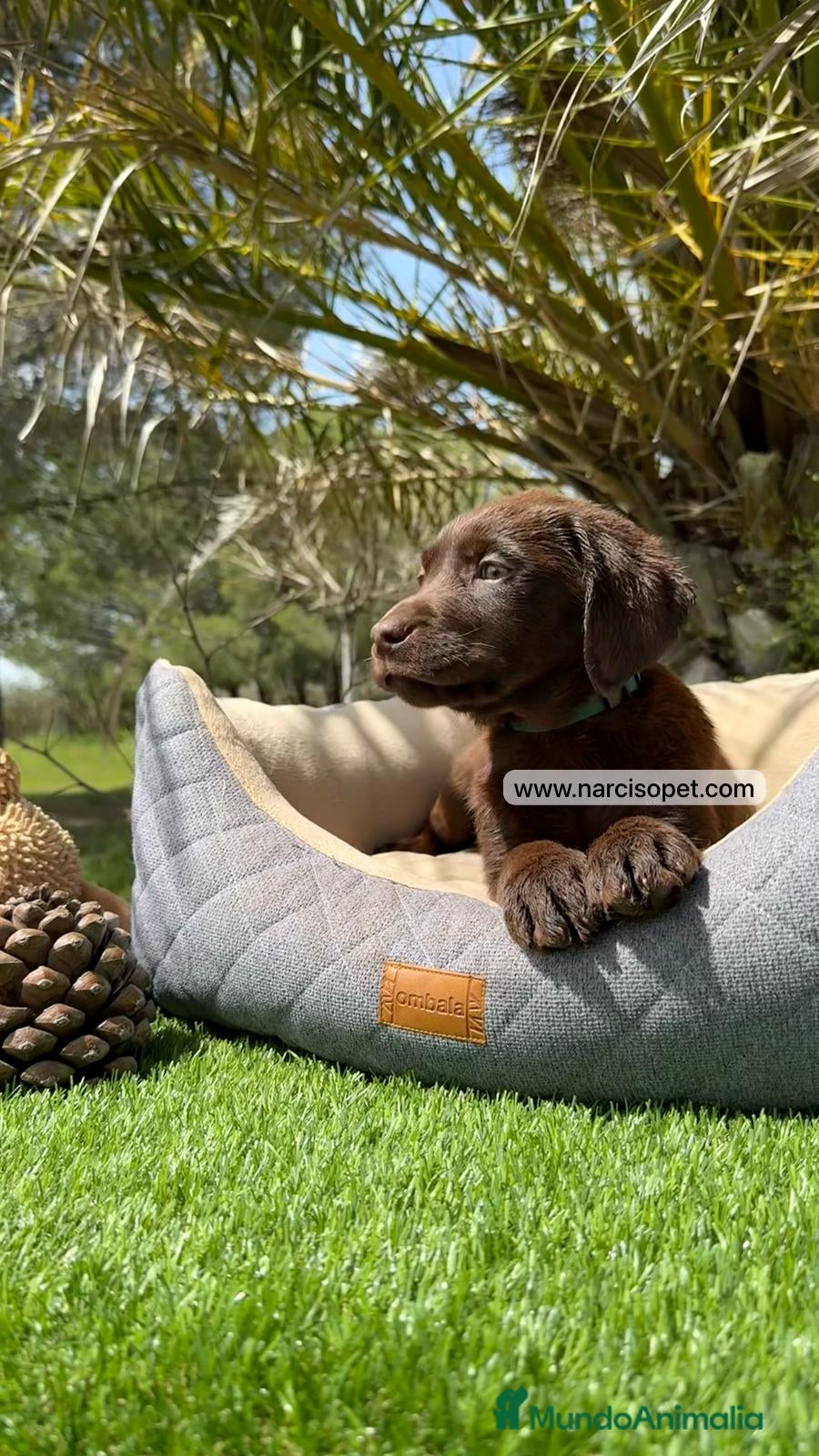 Labrador Retriever perros LABRADOR CHOCOLATE HEMBRA en Asturias - Anuncio 2