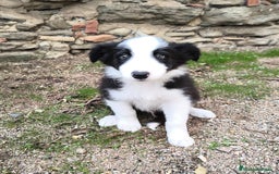 Border Collie perros en venta: Cachorros border collie! Ojos azules! - Imagen 4