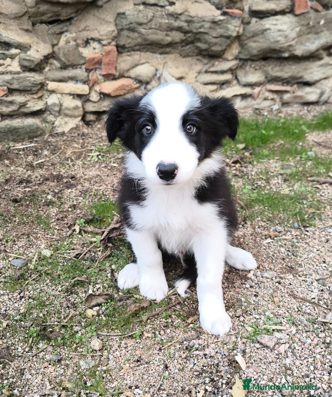 Border Collie perros en venta: Cachorros border collie! Ojos azules! - Imagen 4