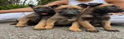 Pastor Belga Malinois perros en venta: Pastor belga malinois  - Anuncio 7