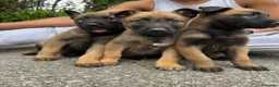 Pastor Belga Malinois perros en venta: Pastor belga malinois  - Anuncio 7