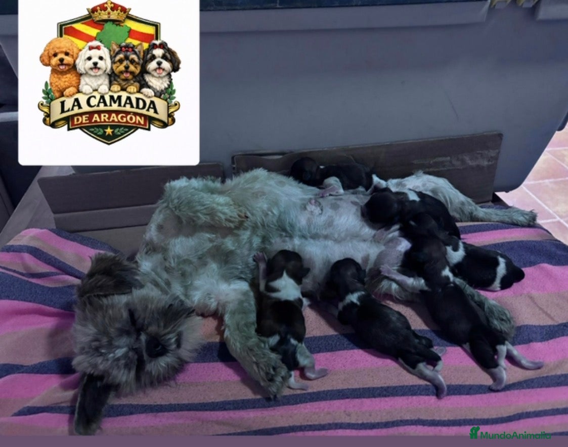 Shih Tzu perros Shit zu - Anuncio 1