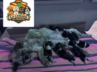 Shih Tzu perros Shit zu - Anuncio 1